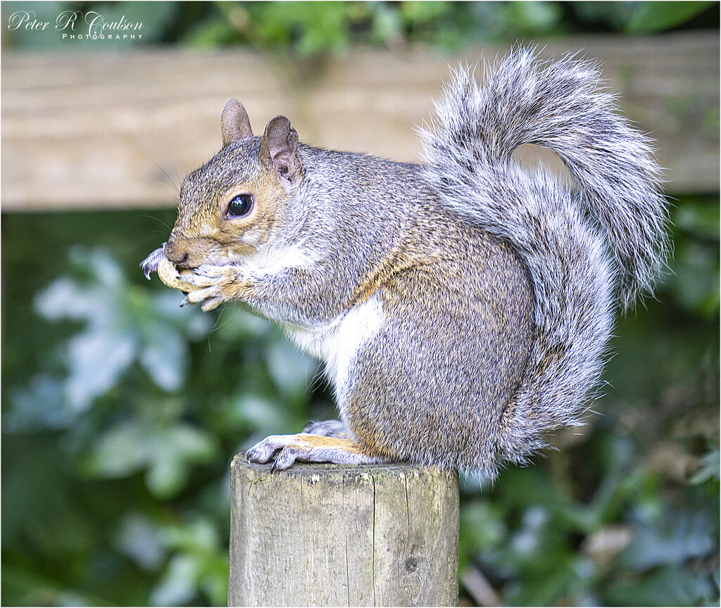 Grey Squirrel by pcoulson