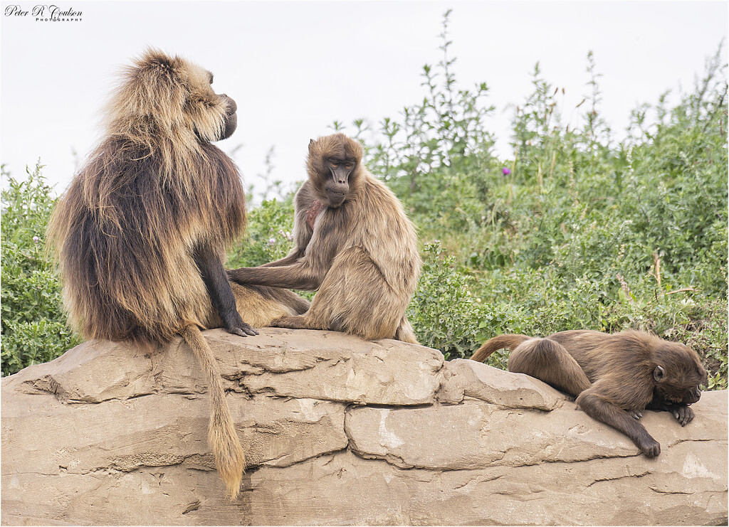 Gelada's Grooming by pcoulson