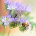 Phacalia and bee......  by ziggy77