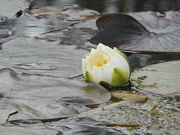 7th Aug 2021 - Water lily