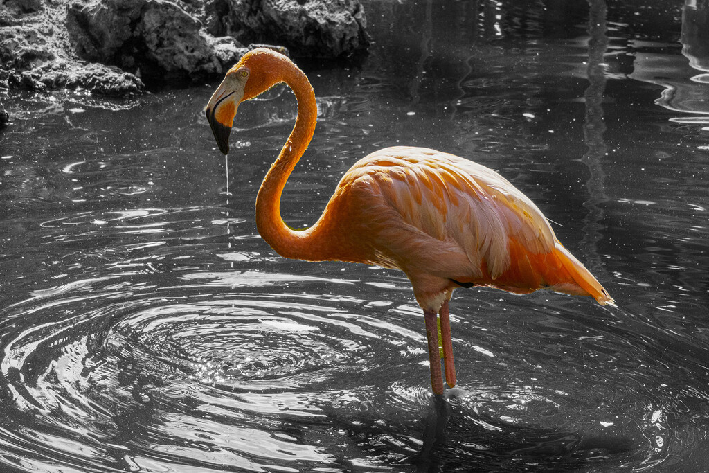 Flamingo by k9photo