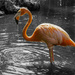 Flamingo by k9photo