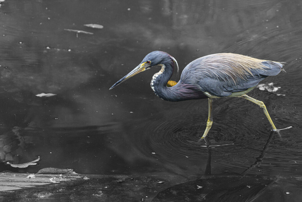 Tricolored Heron by k9photo