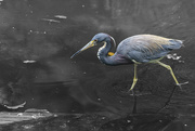 19th Aug 2021 - Tricolored Heron