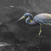 Tricolored Heron by k9photo
