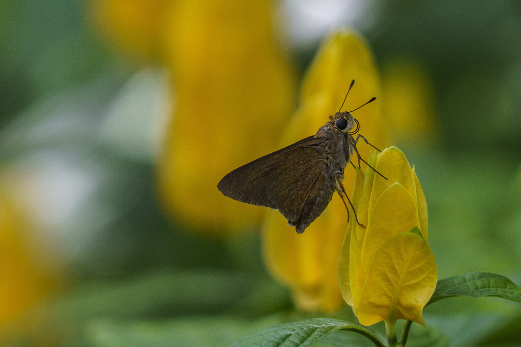 Monk Skipper by k9photo