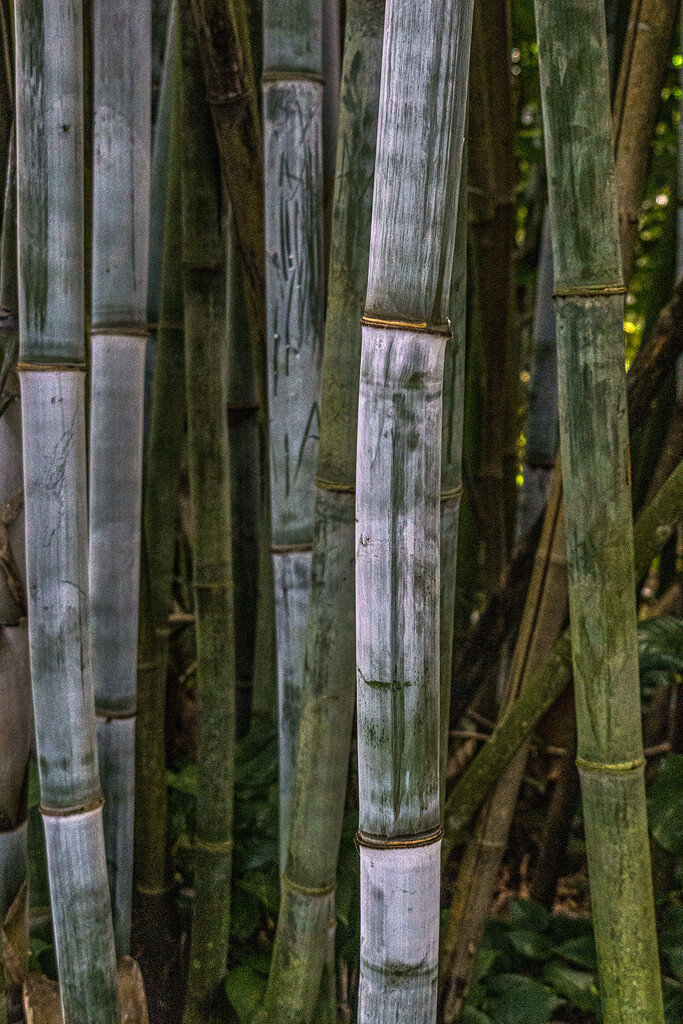 Giant Bamboo by k9photo