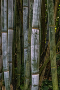 20th Aug 2021 - Giant Bamboo
