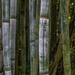 Giant Bamboo by k9photo