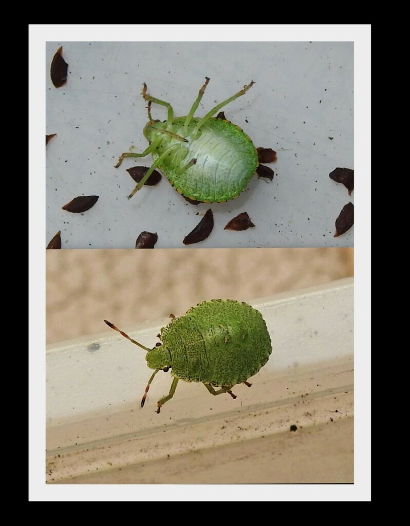 Green Shield Bug - Palomena prasina by oldjosh