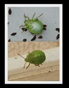10th Aug 2021 - Green Shield Bug - Palomena prasina