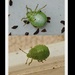 Green Shield Bug - Palomena prasina by oldjosh