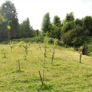 11th Aug 2021 - Trees - Valley Road Park