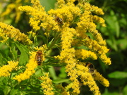 9th Aug 2021 - Bees on Golden Rod