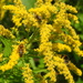 Bees on Golden Rod by oldjosh