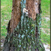 Tree Texture by hjbenson