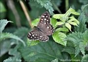 20th Aug 2021 - Speckled wood