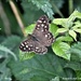 Speckled wood by rosiekind