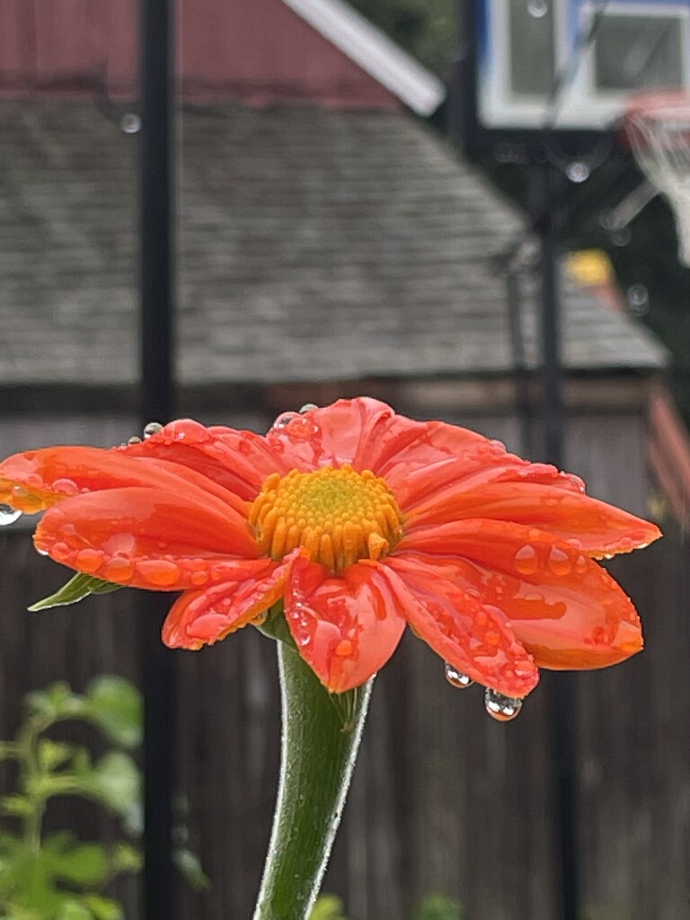 Sunflower after rain by pfaith7