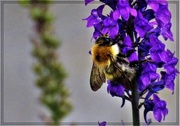 20th Aug 2021 - Bee on the Salvia