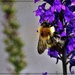 Bee on the Salvia by beryl