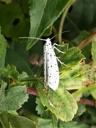 16th Aug 2021 - Spindle Ermine moth
