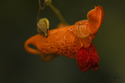 18th Aug 2021 - Jewelweed Blossom