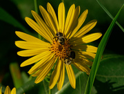 20th Aug 2021 - sunflower bumblebee