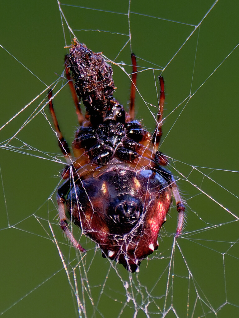 arrowhead orbweaver spider  by rminer