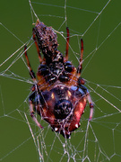 20th Aug 2021 - arrowhead orbweaver spider 