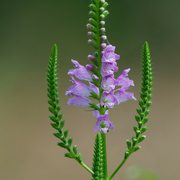 20th Aug 2021 - obedient plant