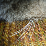 20th Aug 2021 - Textile Texture, with Whiskers