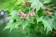 20th Aug 2021 - Acer