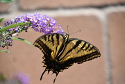20th Aug 2021 - Butterfly on the Butterfly bush.