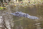 8th Aug 2021 - Yet Another Croc