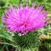 8-20-21 this’ll do (thistle dew…get it 🤣 ?) by bkp