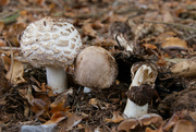 20th Aug 2021 - Texture - Trio of Toadstools