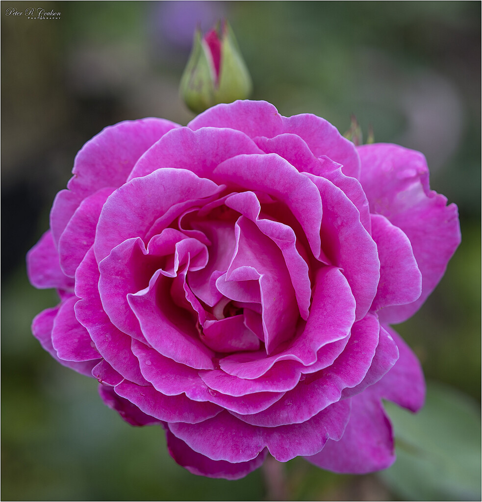 Pink Rose by pcoulson