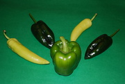 20th Aug 2021 - peppers aplenty