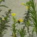 Bee on Yellow Flower by sfeldphotos