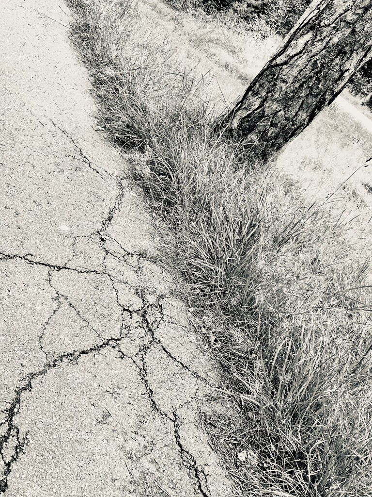 Footprint of a tree by stimuloog