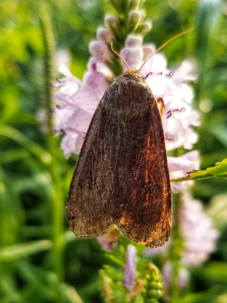 Lesser Yellow Underwing Moth by ljmanning