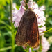 Lesser Yellow Underwing Moth by ljmanning