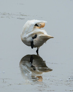 20th Aug 2021 - Trumpeter swan