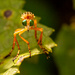 Head On Robber Fly Shot! by rickster549