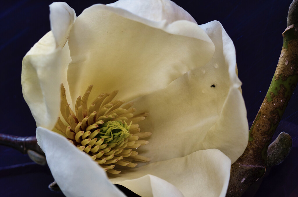 Magnolia by dkbarnett