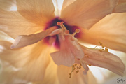 20th Aug 2021 - Hibiscus Blossom