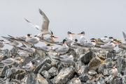20th Aug 2021 - Face off at the Elegant Tern Colony