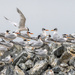 Face off at the Elegant Tern Colony by nicoleweg