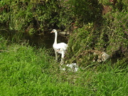 13th Aug 2021 - Swans on the River Leen